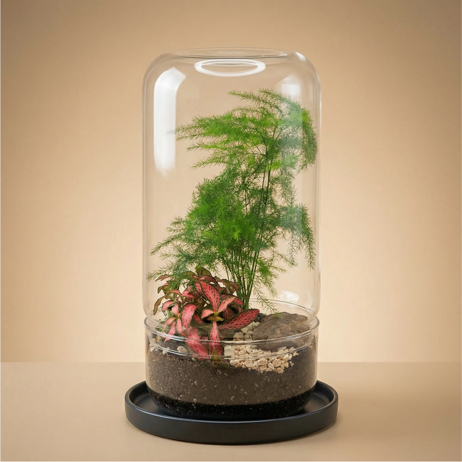 Decorazione Acquario Naturale Marimo Con Vaso In Vetro - Palla Di Muschio Giapponese Per Acquari E Centrotavola | Facile Manutenzione Piante Vive Per - 6