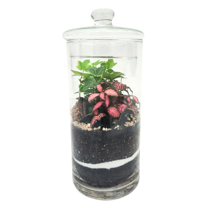 Terrarium con fittonia ed edera in contenitore di vetro soffiato cilindrico con coperchio