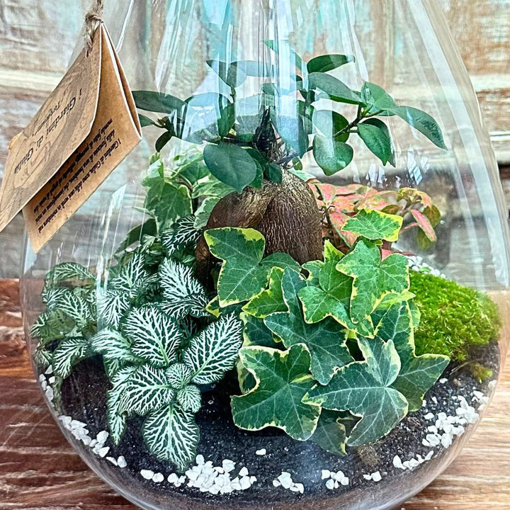 Terrarium Coraline 002 - i Giardini di Giulia