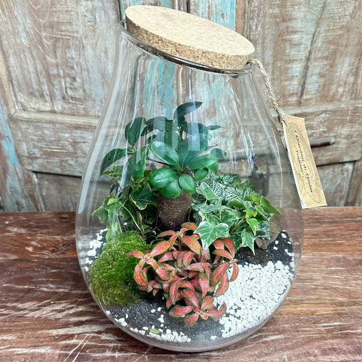 Terrarium Coraline 002 - i Giardini di Giulia