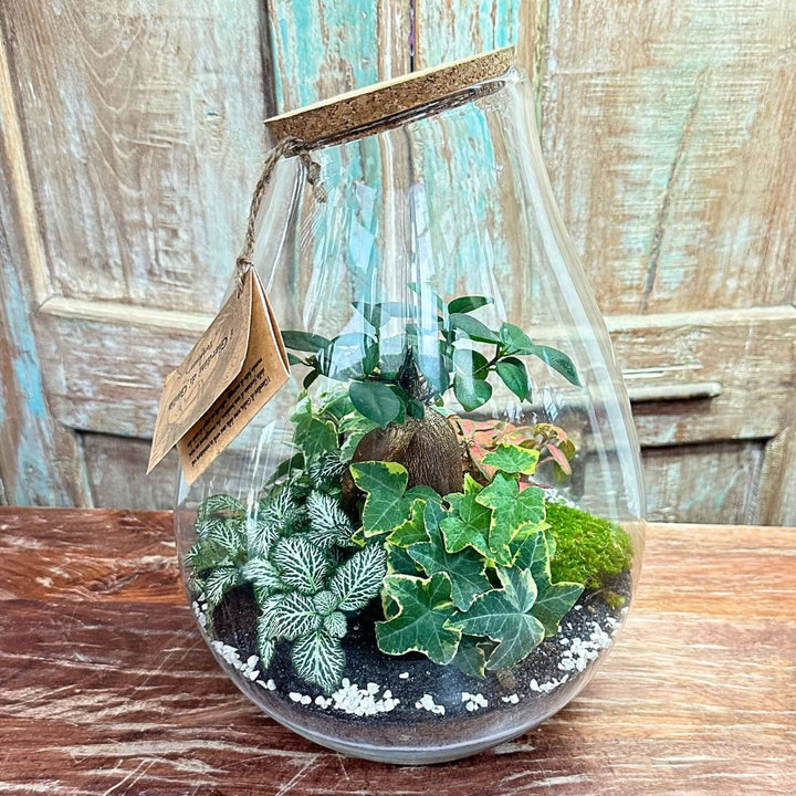 Terrarium Coraline 002 - i Giardini di Giulia