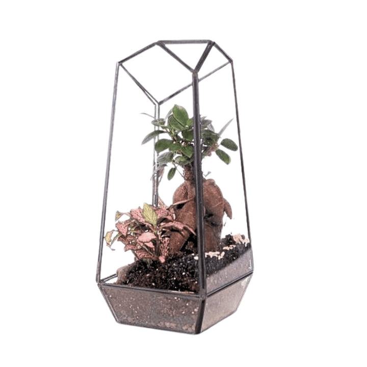 Terrarium Diamante 068V - i Giardini di Giulia