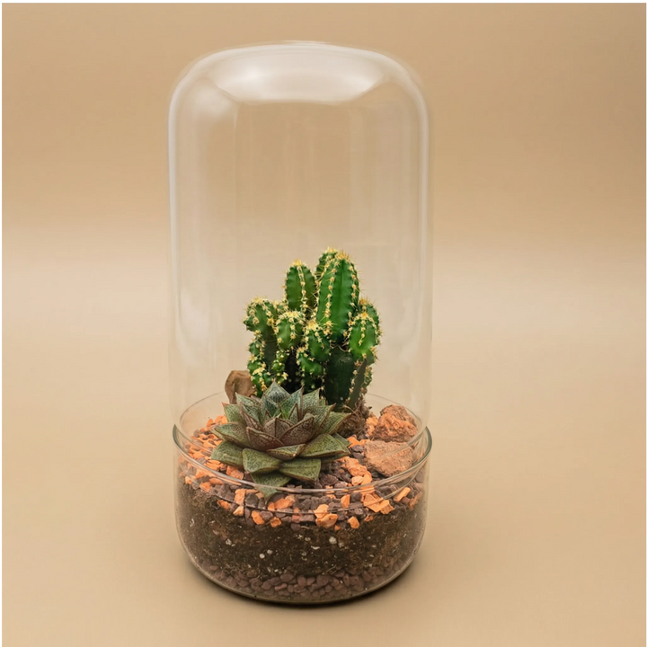 Terrarium Dora vetro cilindrico con cactus verde spine gialle e succulenta rosetta. Piante grasse compatte. Design minimalista moderno.