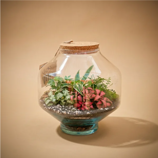 Terrarium Elia con piante verdi fittonia e felce in vaso vetro sferico con tappo sughero sfondo beige