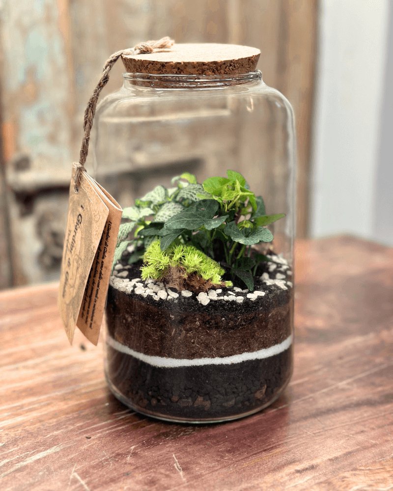 Terrarium