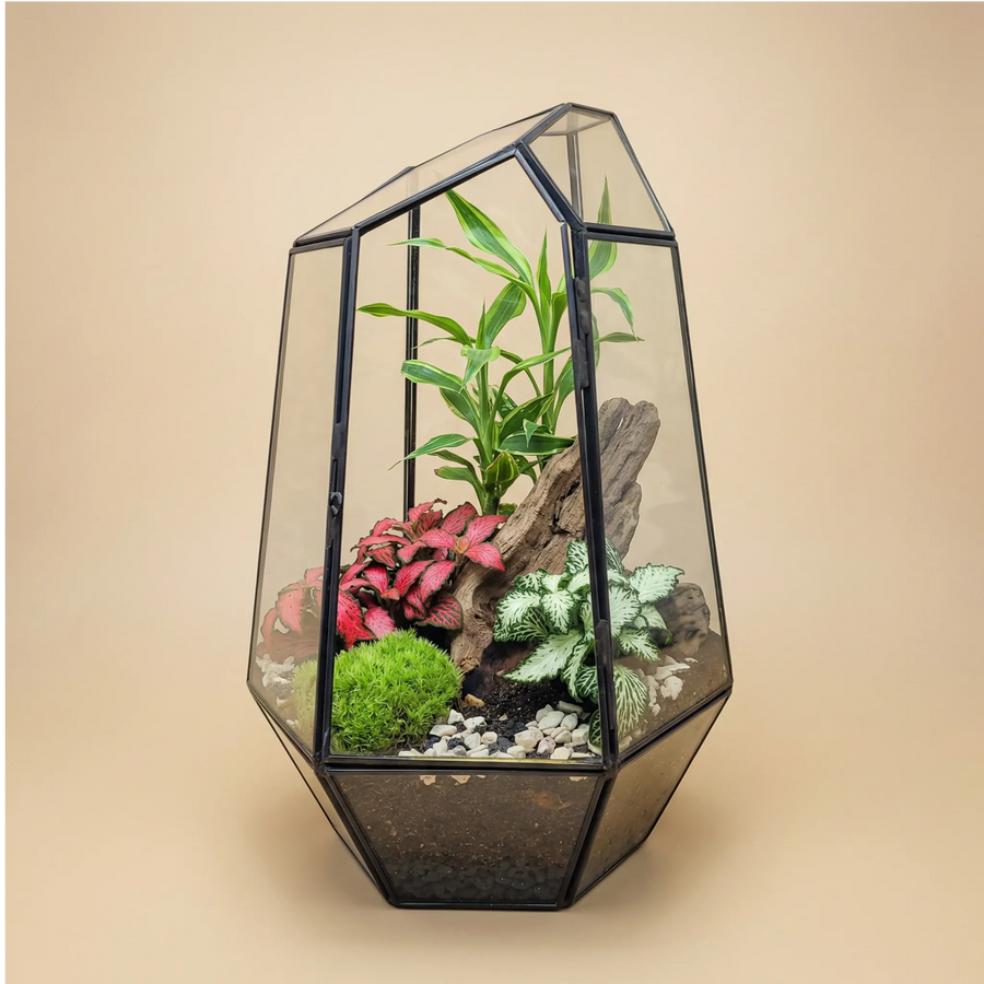 Terrarium vetro geometrico forma casa con Fittonia rosa e bianca, piante verdi, design moderno elegante