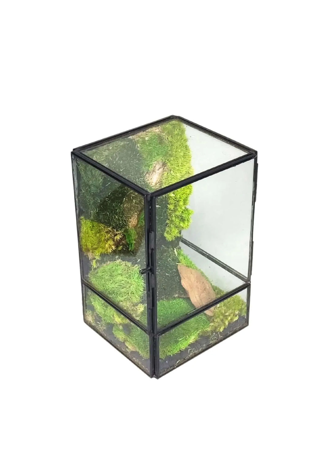 Terrarium geometrico Angolo di Vita 2TR074 - i Giardini di Giulia