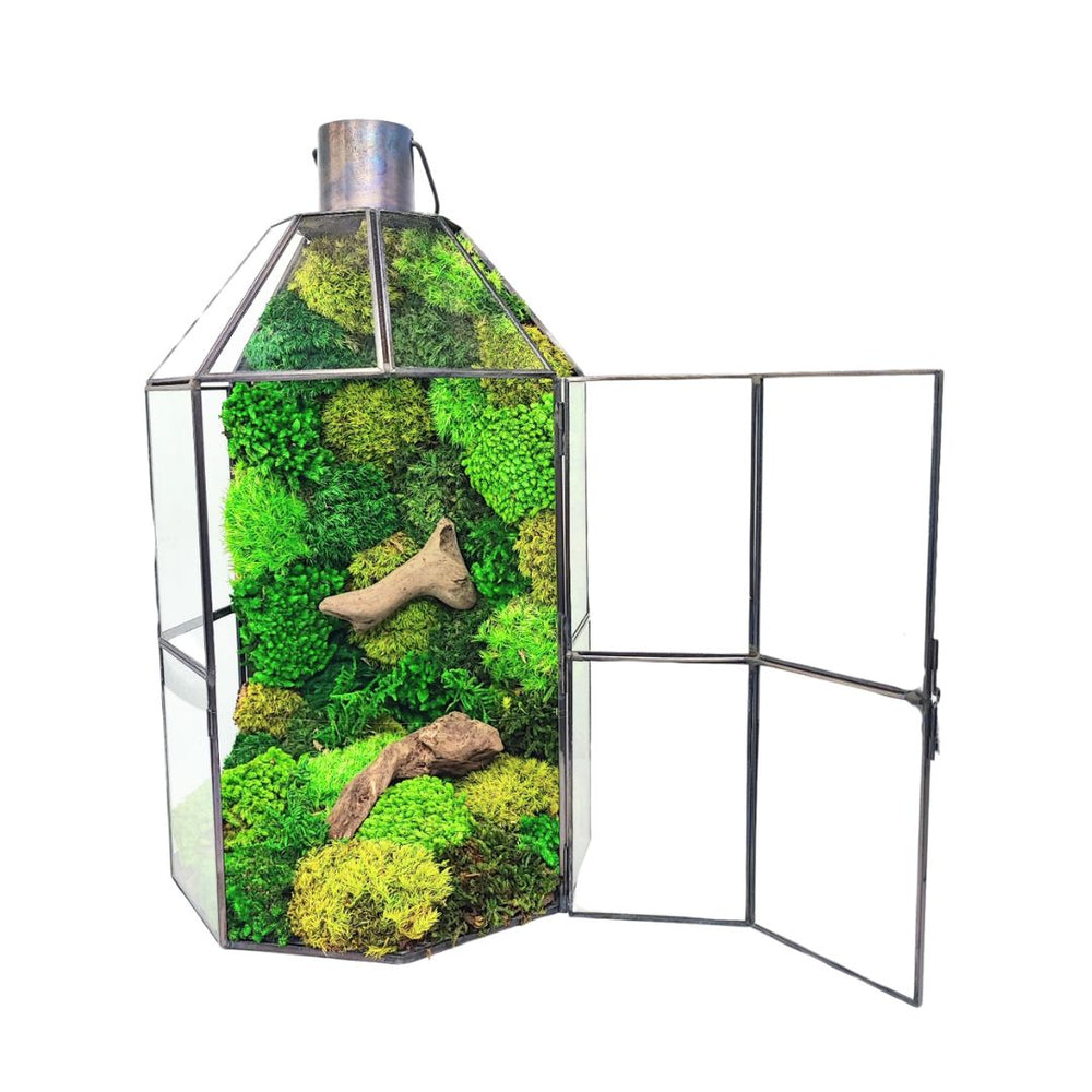 Terrarium geometrico grande con muschio stabilizzato e tronco decorativo, ideale per arredamento da interno.

