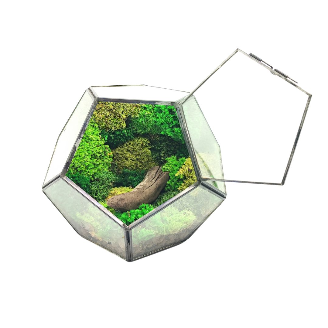 Terrarium geometrico con muschio stabilizzato, ideale per arredare interni moderni con un tocco naturale.

