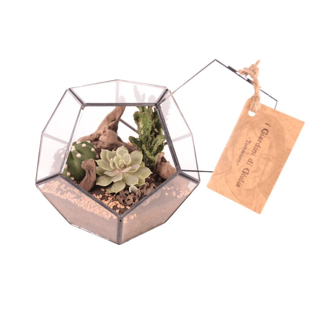 Terrarium Geometrico con Piante Grasse - i Giardini di Giulia