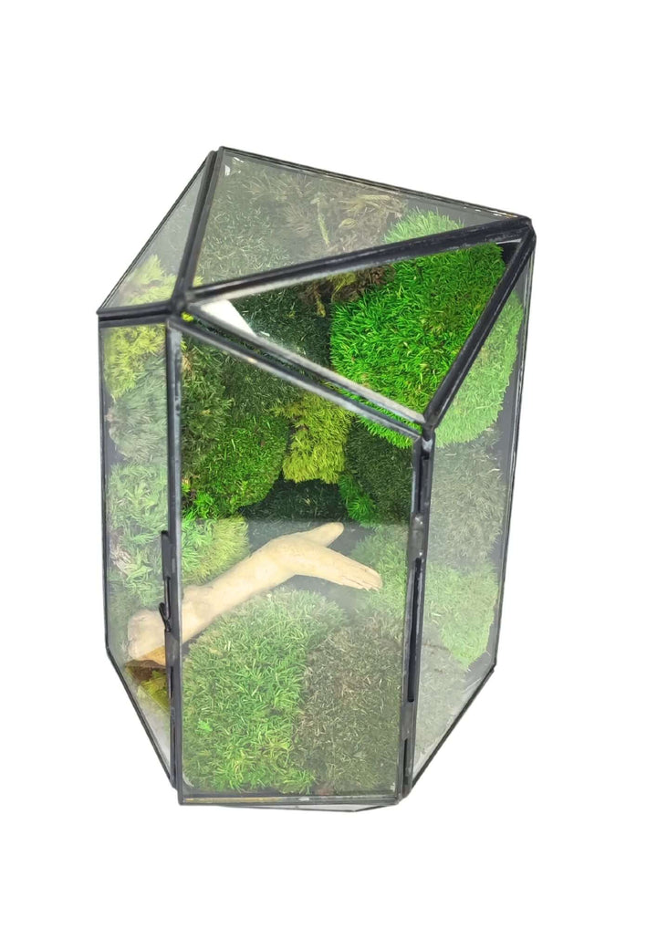 Terrarium geometrico Eden di Vetro 2TR064 - i Giardini di Giulia