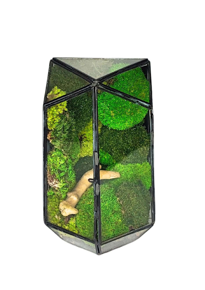 Terrarium geometrico Eden di Vetro 2TR064 - i Giardini di Giulia