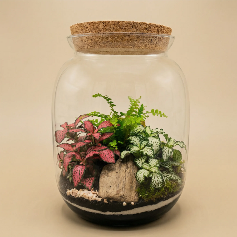 Terrarium Giardino Segreto in vetro con tappo sughero, Fittonia rosa e bianca, felce verde, mini giardino elegante