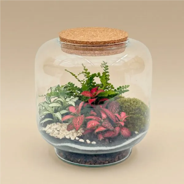 Terrarium Hortus 17x17 con fittonia rossa e felce in vaso vetro tappo sughero