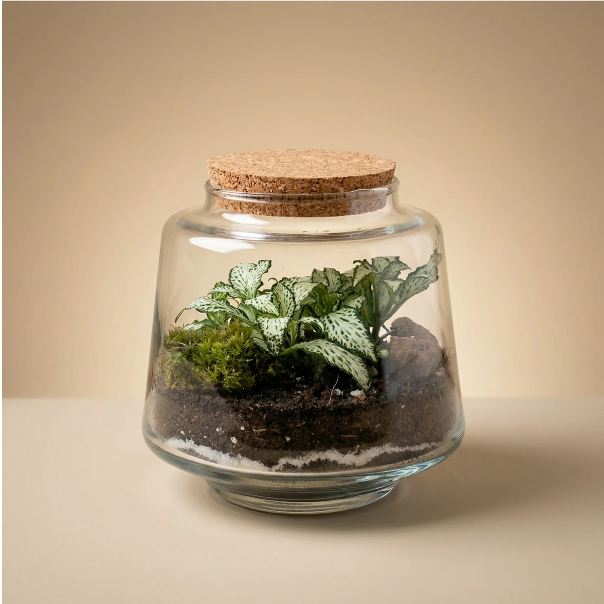 Wisdomtree Terrarium Vivaio Online: Piante, Bonsai, Terrarium e Verde Stabilizzato