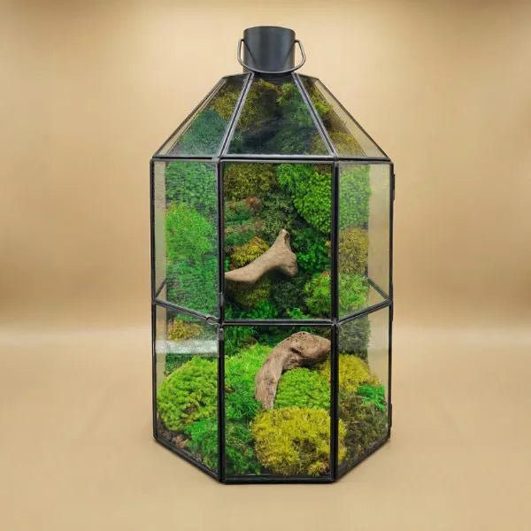 Terrarium lanterna verde geometrico muschio stabilizzato decorazione green senza manutenzione
