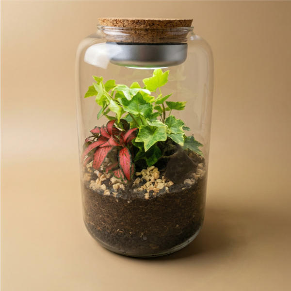 Terrarium Lumina in vetro 30cm con edera verde e Fittonia rosa, mini giardino decorativo elegante