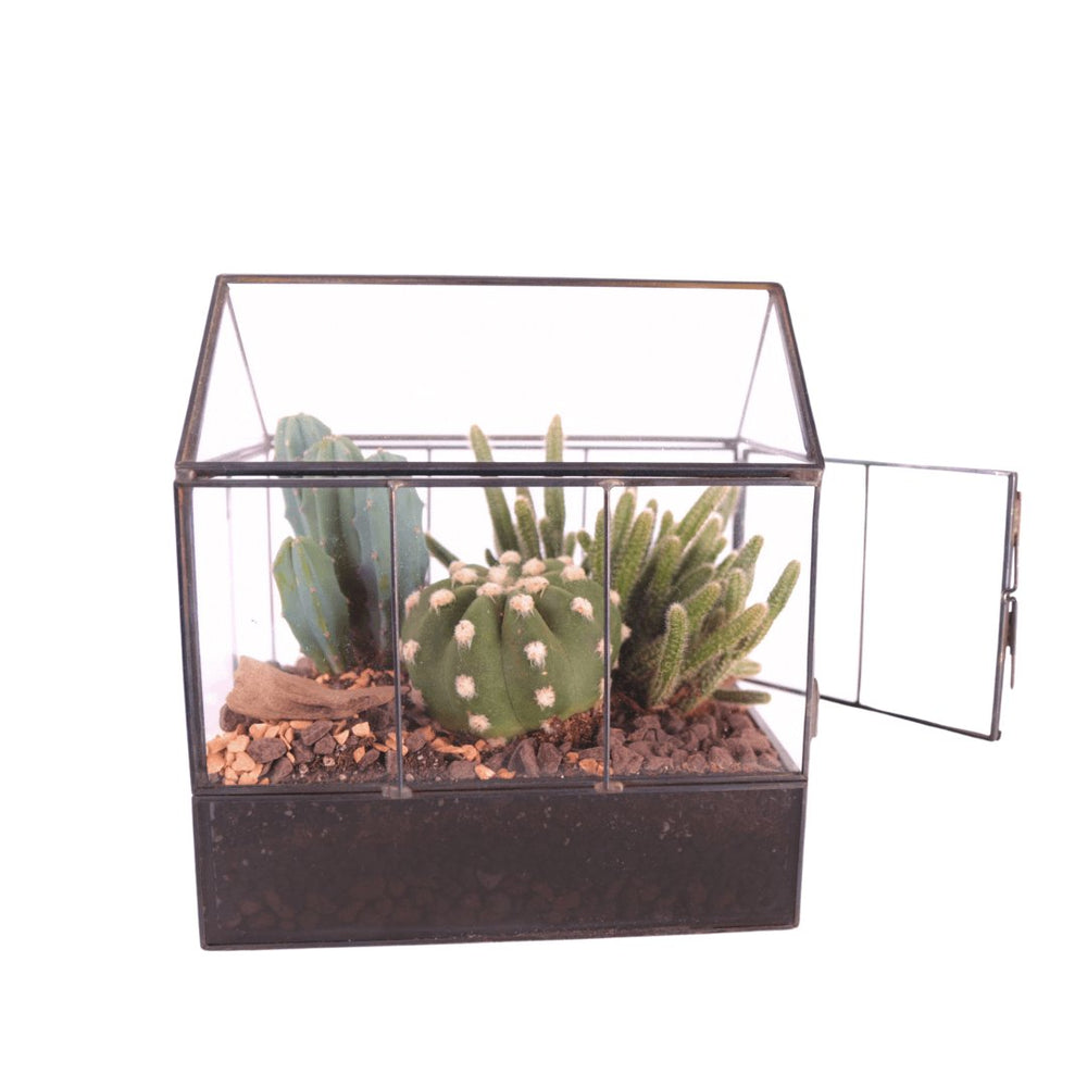 Terrarium Mini Serra con Piante Grasse 062G - i Giardini di Giulia