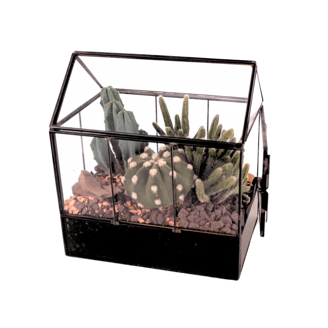 Terrarium Mini Serra con Piante Grasse 062G - i Giardini di Giulia