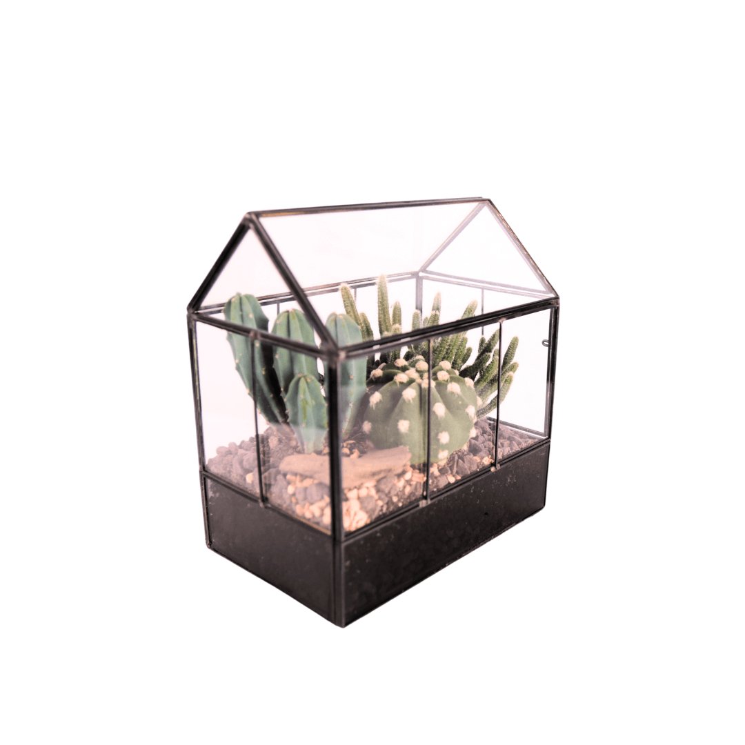 Terrarium Mini Serra con Piante Grasse 062G - i Giardini di Giulia