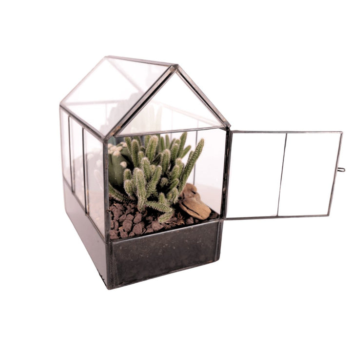 Terrarium Mini Serra con Piante Grasse 062G - i Giardini di Giulia