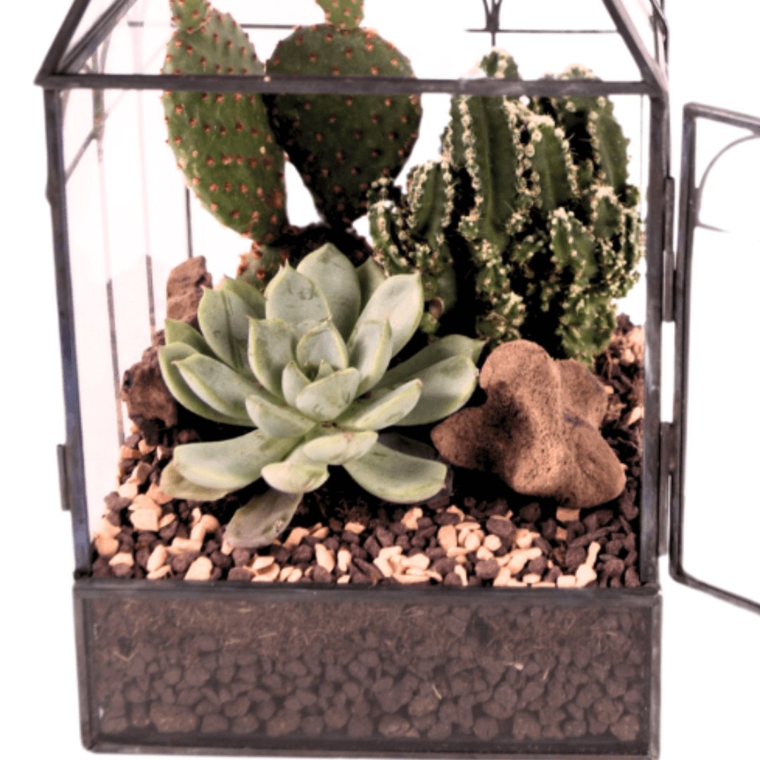 Terrarium Mini Serra Romantica con Piante Grasse 063G - i Giardini di Giulia