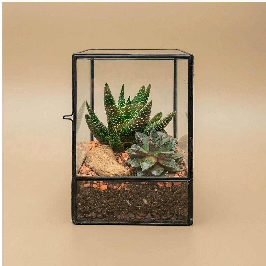 Terrarium Nora geometrico metallo nero vetro con Aloe Haworthia puntini bianchi e succulente. Design moderno minimalista. Porta apribile.