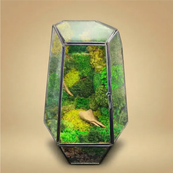 Terrarium Prisma green Stabilizzato