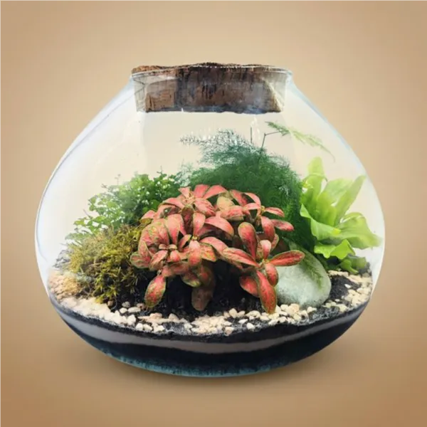 Terraeium Ariel con piante verdi