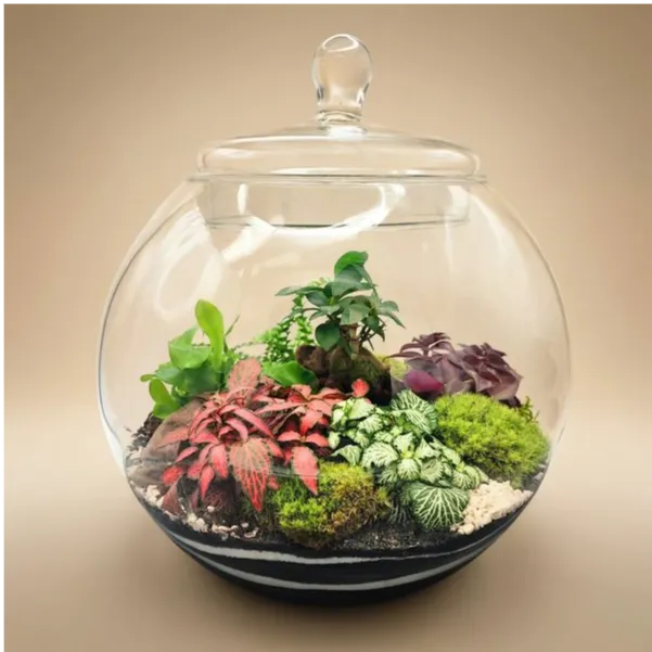 Terrarium sferico vetro 30x35 con coperchio fittonia bonsai piante tropicali muschio
