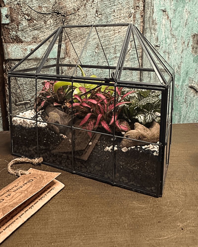 Terrarium Sofia - i Giardini di Giulia