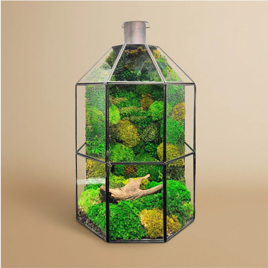 Terrarium Terranova muschio stabilizzato 40cm lanterna verde decorativa zero manutenzione arredo naturale
