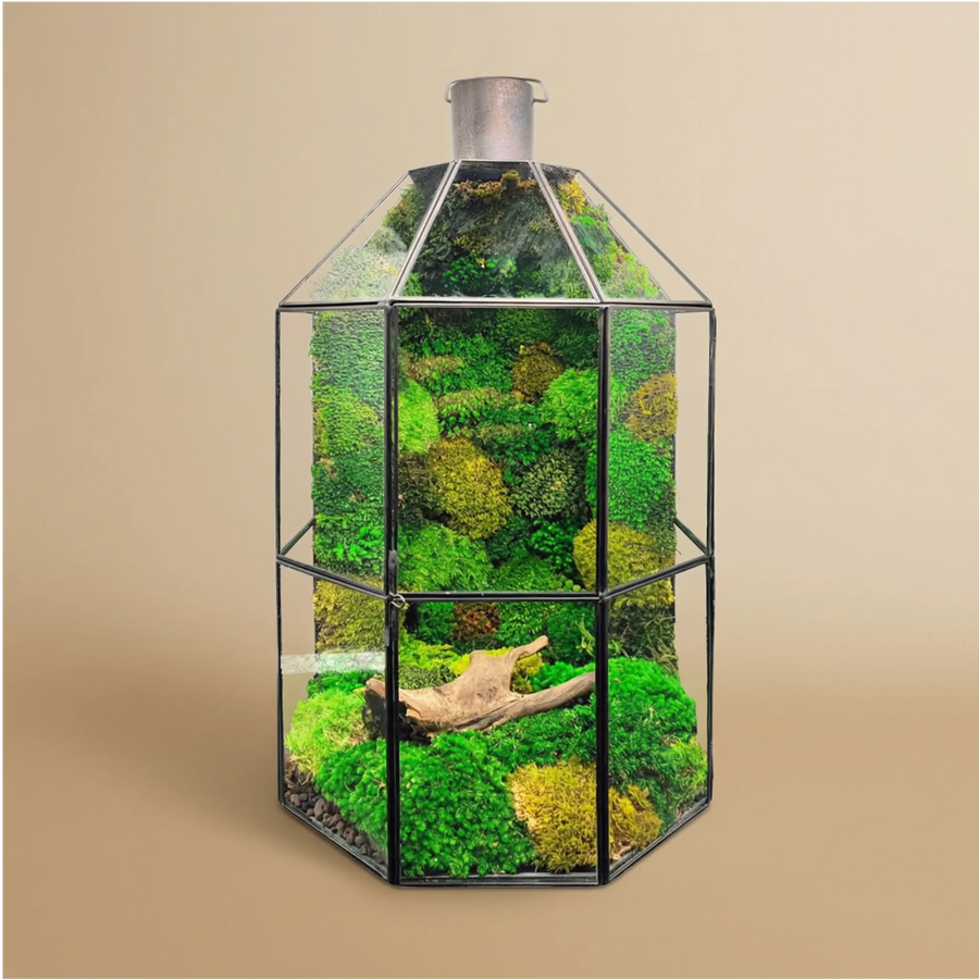 Terrarium Terranova muschio stabilizzato 40cm lanterna verde decorativa zero manutenzione arredo naturale