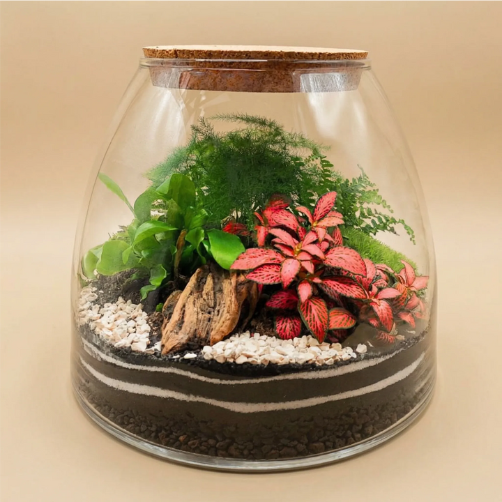  Terrarium esotico mini giardino in vetro con tappo sughero e piante tropicali verdi
