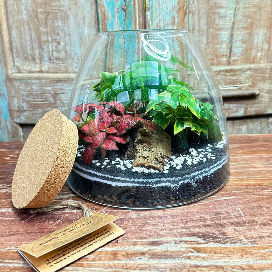 Terrarium "Tropical Haven" - i Giardini di Giulia