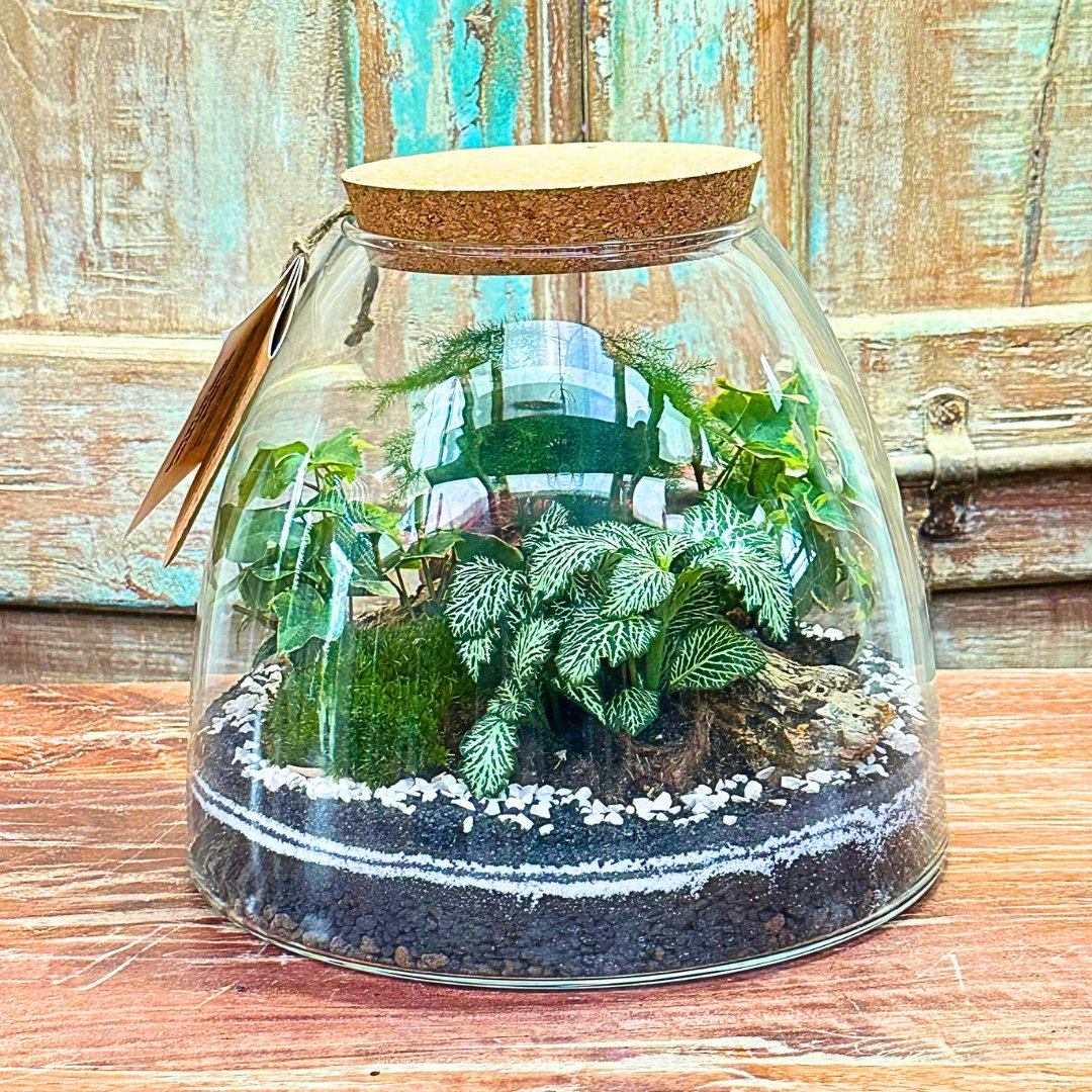 Terrarium "Tropical Haven" - i Giardini di Giulia