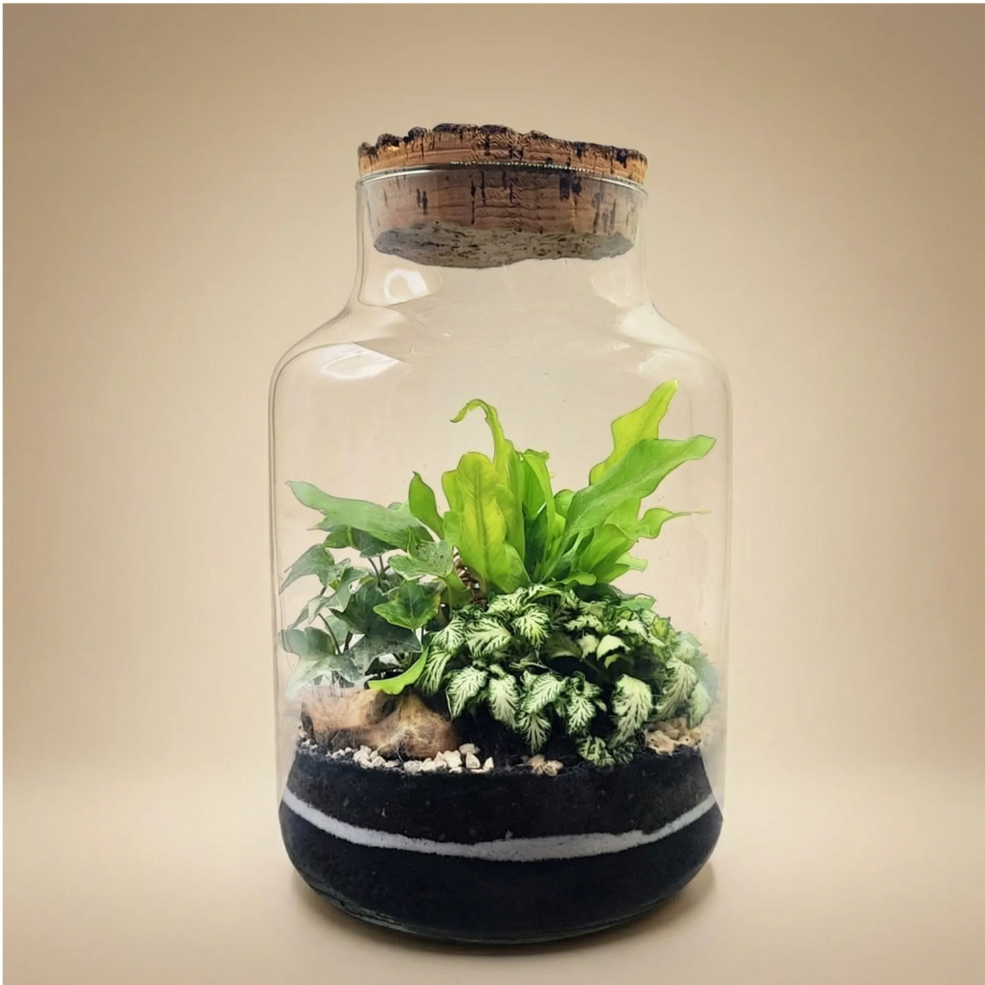 Terrarium vaso vetro 18x20 tappo sughero con felce verde fittonia bianca sassolini