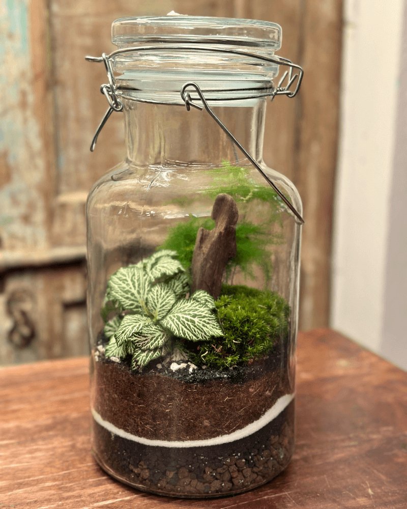 Terrarium Verde Armonia - i Giardini di Giulia