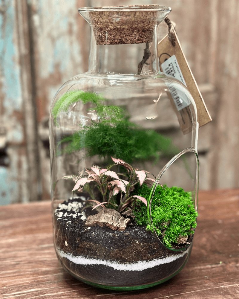 Terrarium Viva Oblò - i Giardini di Giulia