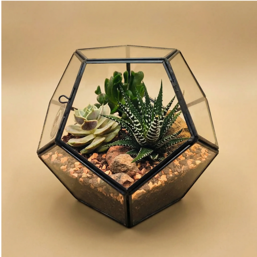 MINGZE Terrario in vetro a forma geometrica, da tavolo, per piante grasse, felci e muschio (nero