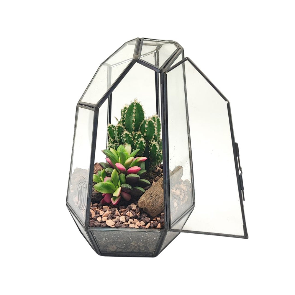 Terrarium geometrico in vetro con piante grasse vere, cactus e succulenta rosa su letto di ghiaia decorativa – struttura nera con sportello aperto – I Giardini di Giulia