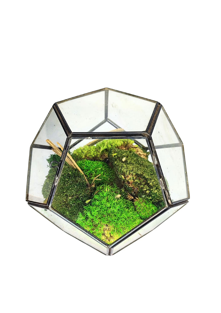 
L'immagine mostra un terrario a forma geometrica con del muschio verde e alcuni elementi naturali al suo interno, come ramoscelli. La struttura in vetro è trasparente, permettendo una visione chiara del paesaggio interno. Il design compatto e moderno è perfetto per decorare ambienti interni, offrendo un tocco di natura in uno spazio ridotto.