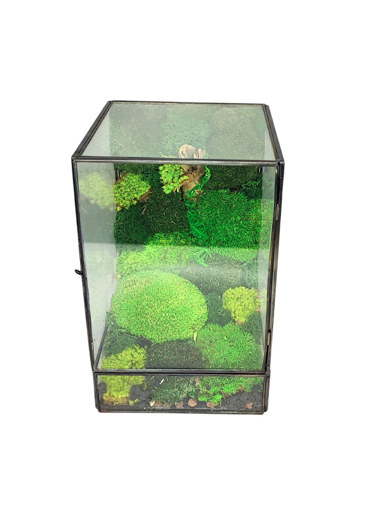 Questo terrario rettangolare in vetro presenta al suo interno un vibrante paesaggio di muschio verde, arricchito da piccoli dettagli naturali come un pezzo di legno. La sua forma compatta lo rende ideale per decorazioni d'interni, permettendo di creare un piccolo ecosistema che porta freschezza e un tocco naturale agli spazi.