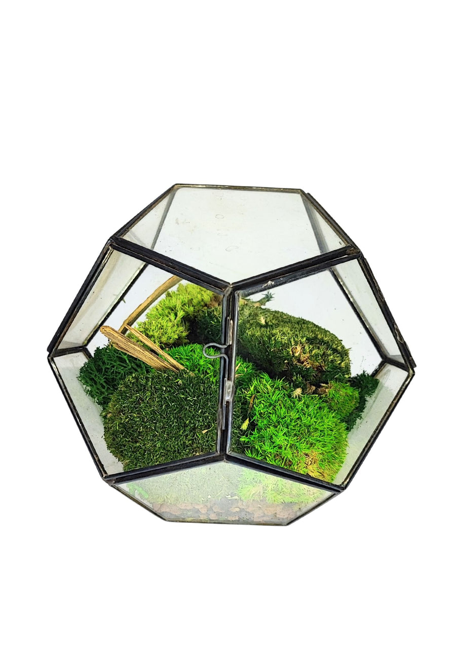 L'immagine mostra un terrario geometrico in vetro con muschio e un piccolo ramo decorativo all'interno. La forma poliedrica del contenitore, con la sua struttura in metallo, crea un effetto visivo interessante e moderno. Il muschio verde brillante riempie il terrario, donando una sensazione di natura e freschezza, ideale per arredare ambienti interni con uno stile naturale e minimalista. Il design trasparente del vetro permette una visione completa del contenuto