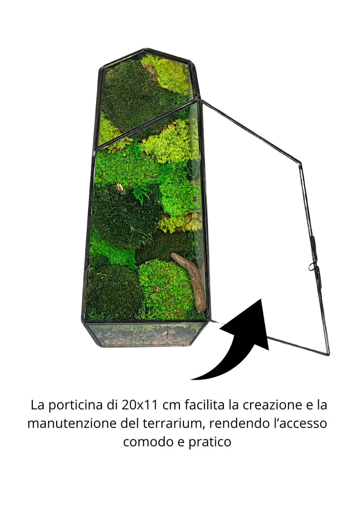 Terrario di vetro con porticina di 20x11 cm, decorato con muschio in diverse tonalità. La porticina facilita l'accesso per la manutenzione e la creazione, rendendo il processo comodo e pratico.