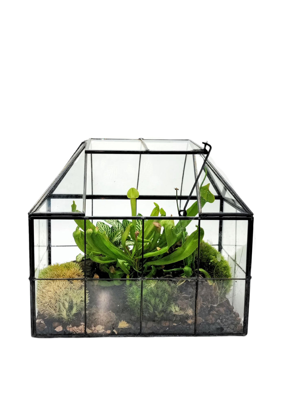 L'immagine mostra un terrarium completato all'interno di una mini serra in vetro con struttura metallica nera. All'interno del terrarium sono visibili diverse piante, tra cui una pianta carnivora, del muschio verde e altre piante di piccole dimensioni, il tutto sistemato su un substrato di terra e materiali drenanti. La serra ha una forma a casetta, con una parte frontale leggermente inclinata e un coperchio che può essere aperto per facilitare l'accesso e la manutenzione del terrarium.





