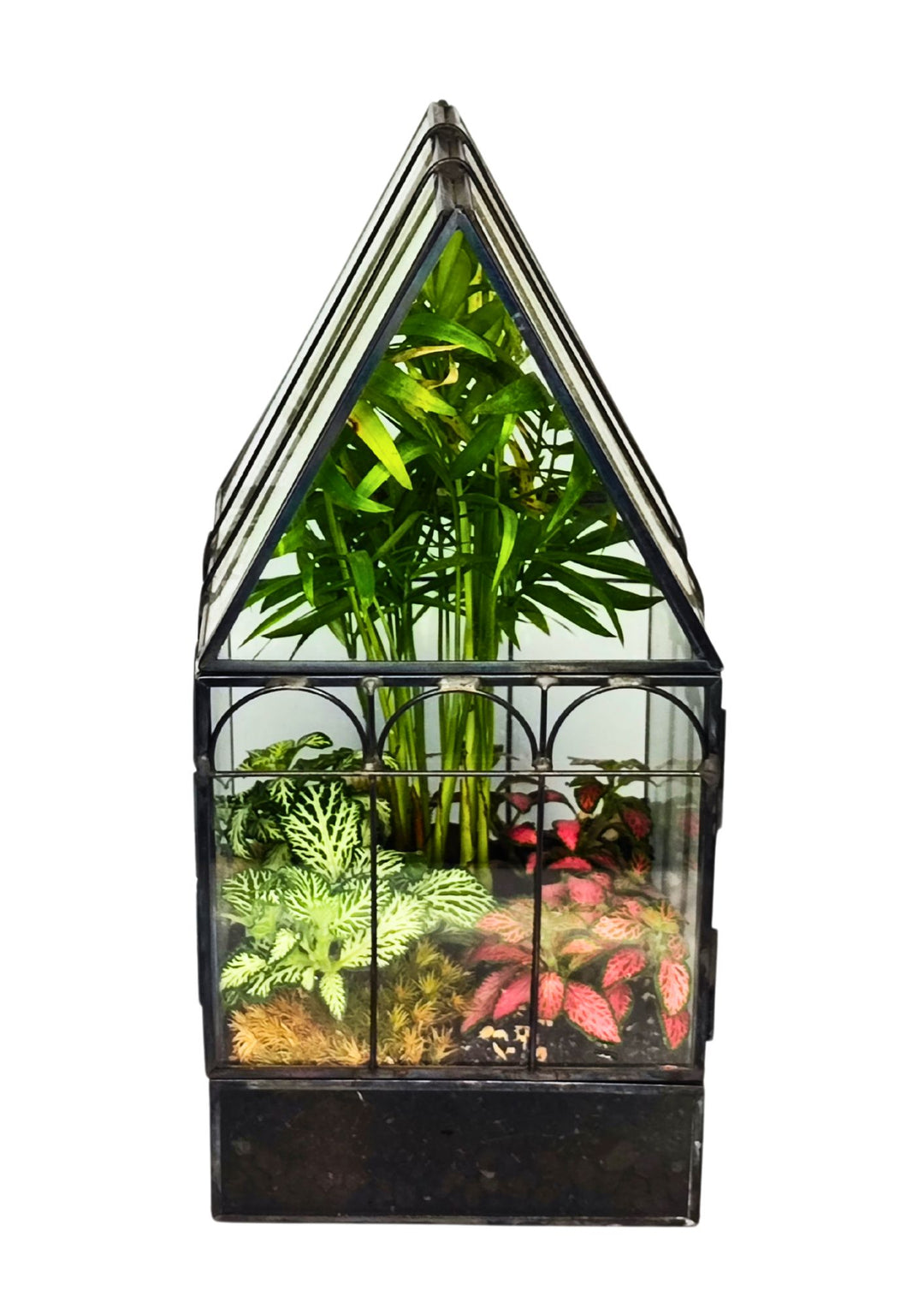 
L'immagine mostra un terrarium a forma di casetta in vetro, con all'interno diverse piante decorative. Tra queste piante ci sono Fittonia dalle foglie verdi con venature bianche, altre Fittonia con venature rosa e piante più alte sullo sfondo, come una piccola palma. Le piante sono disposte su uno strato di terriccio e muschio, creando un mini-giardino al chiuso. La casetta in vetro ha una struttura in metallo scuro, con una forma appuntita che ricorda una serra in miniatura.