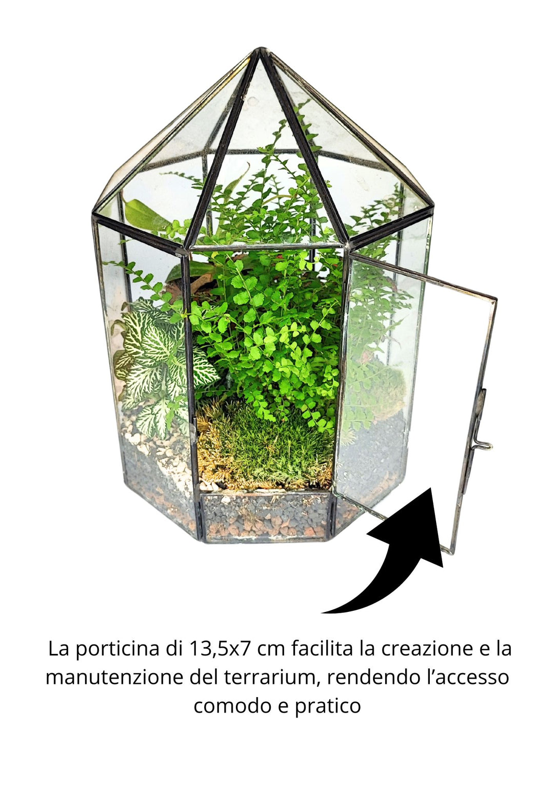 L'immagine mostra un terrario a forma ottagonale con una porticina di vetro aperta, che misura 13,5x7 cm. La porticina facilita l'accesso per la creazione e la manutenzione del terrario. All'interno del terrario ci sono diverse piante, tra cui una fittonia dalle foglie bianche e verdi e altre piante verdi che crescono su un substrato di pietre, muschio e terra. La struttura è in metallo nero e vetro, offrendo un aspetto elegante e funzionale per un micro-ecosistema.