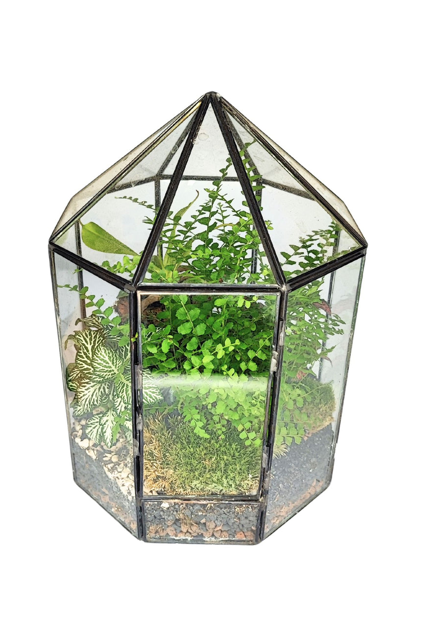 L'immagine mostra un terrario in vetro a forma ottagonale con una struttura in metallo nero e un coperchio appuntito. All'interno del terrario ci sono diverse piante verdi, tra cui felci e fittonia, immerse in un substrato di terreno e piccoli sassi. Il design geometrico e la trasparenza del vetro permettono di vedere chiaramente l'interno, creando un effetto visivo affascinante che combina natura e modernità.