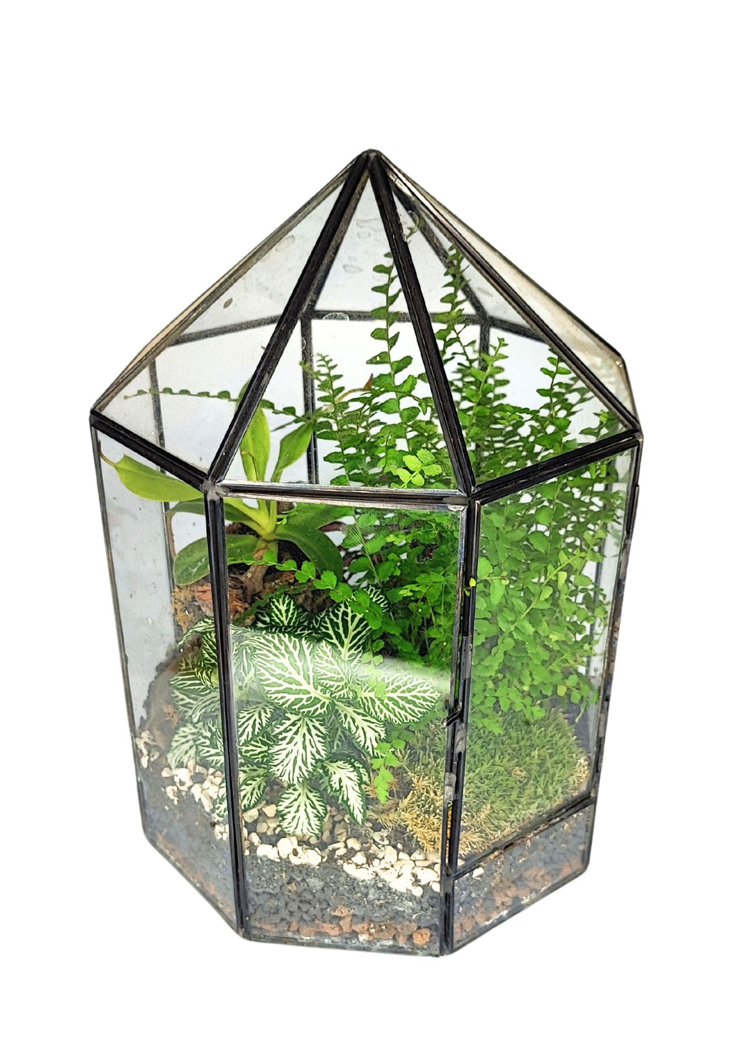 L'immagine raffigura un terrario a forma ottagonale con una struttura in metallo nero e pannelli di vetro trasparente. All'interno del terrario sono presenti diverse piante verdi, tra cui una felce e una fittonia con foglie bianche e verdi. Le piante crescono su un substrato composto da terreno, piccoli sassi e muschio. La forma del terrario e la disposizione delle piante creano un effetto visivo elegante e naturale.